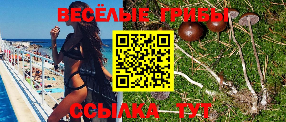 Галлюциногенные грибы Psilocybine cubensis Красногорск